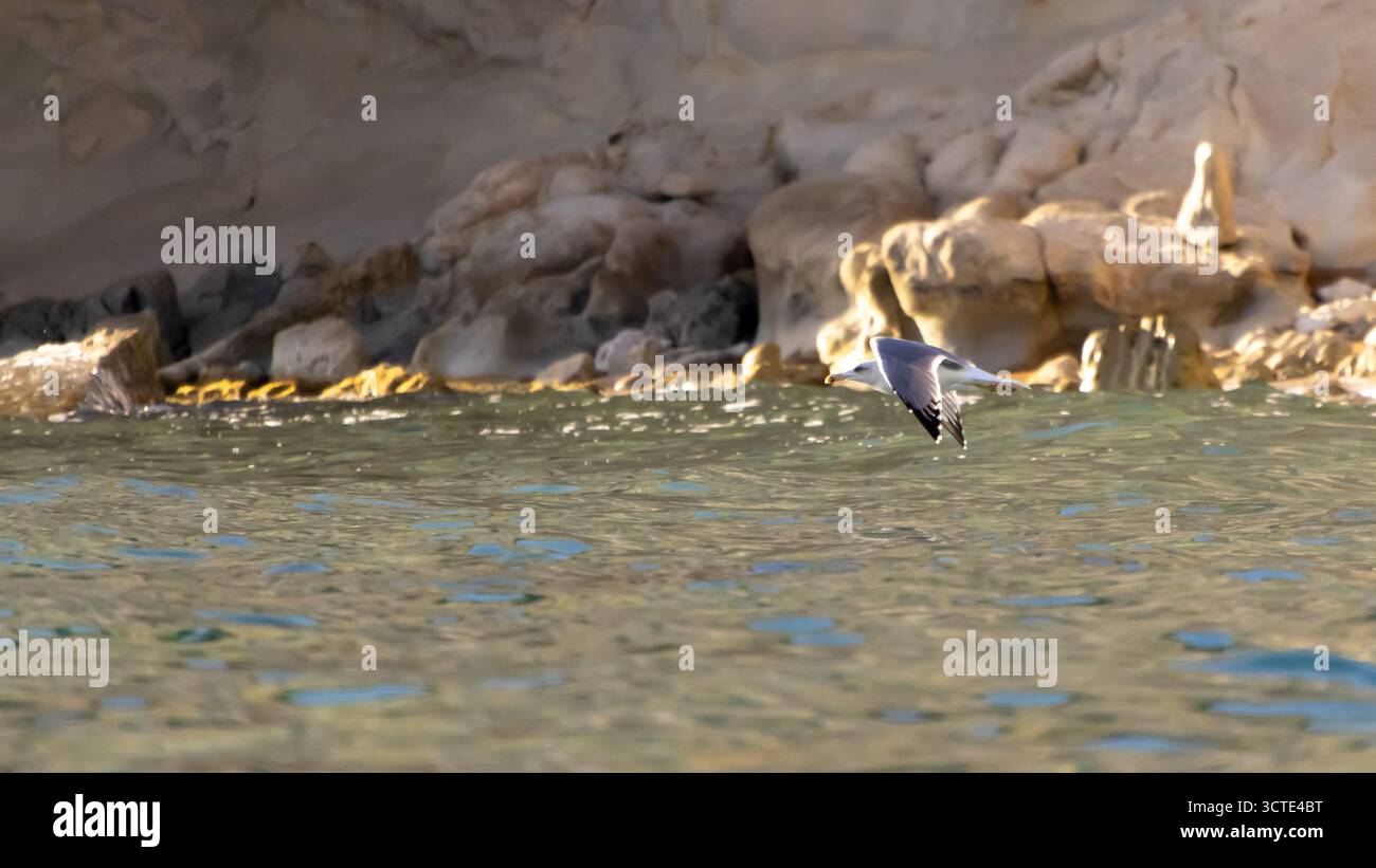 Eine weiße Möwe gleitet über das ruhige türkisfarbene Wasser mit zerklüfteten Felsen, die eine natürliche Kulisse bilden. Diese Küstenszene fängt Freiheit, Natur und Q ein Stockfoto