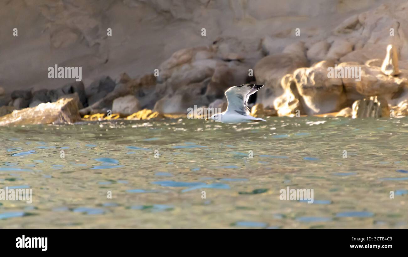 Eine weiße Möwe gleitet über das ruhige türkisfarbene Wasser mit zerklüfteten Felsen, die eine natürliche Kulisse bilden. Diese Küstenszene fängt Freiheit, Natur und Q ein Stockfoto