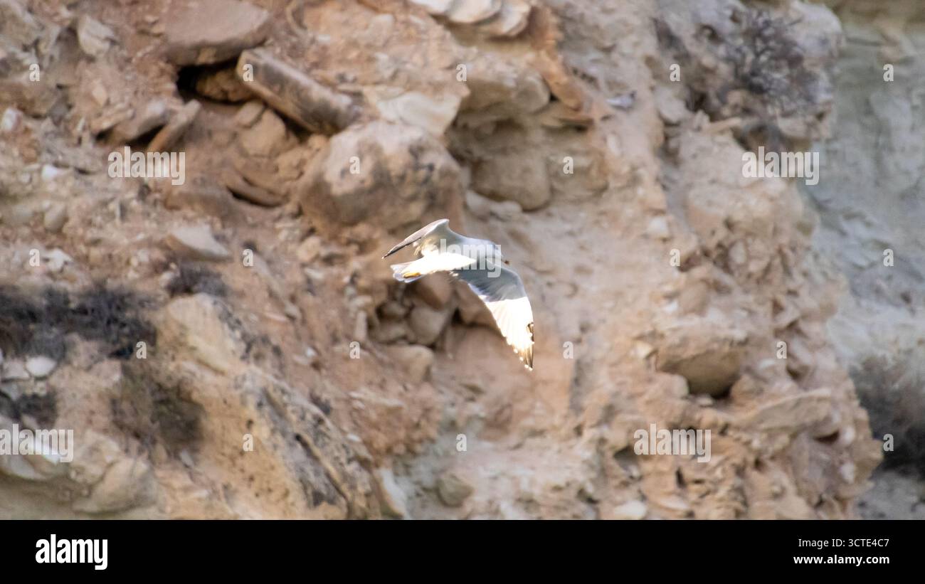Eine weiße Möwe gleitet über das ruhige türkisfarbene Wasser mit zerklüfteten Felsen, die eine natürliche Kulisse bilden. Diese Küstenszene fängt Freiheit, Natur und Q ein Stockfoto