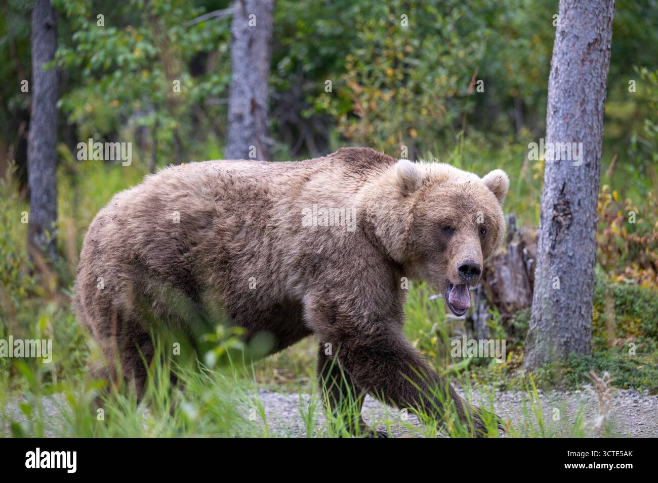 Ein brauner Bär aus Alaska macht sich im September auf einem Wanderweg im Katmai-Nationalpark auf. Stockfoto