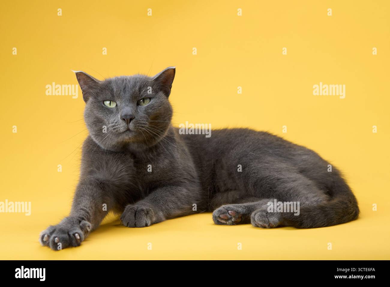 Eine schlanke graue Katze sitzt hoch vor gelbem Hintergrund und starrt nach vorne. Die Pose ist komponiert, und die Beleuchtung betont den Mantel. Stockfoto