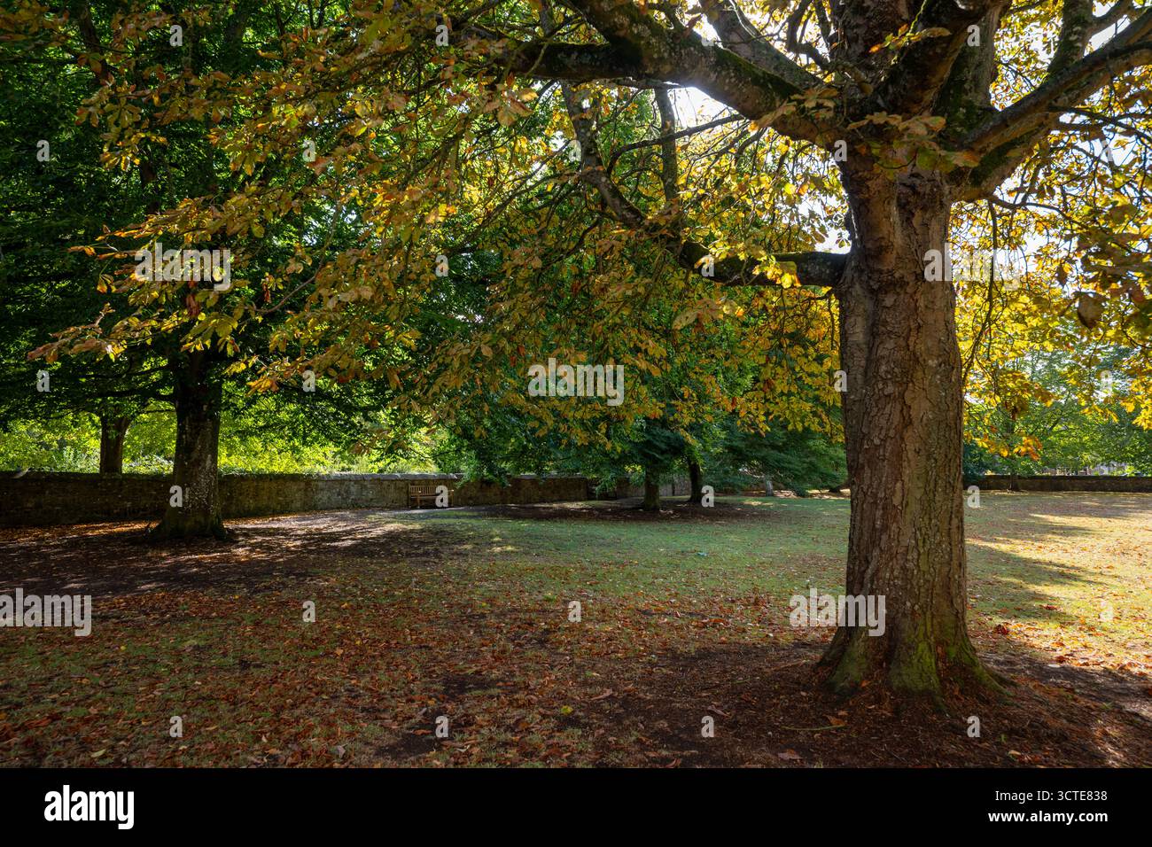 Frühherbstszene in einem Park in Salisbury, Wiltshire, Großbritannien. Bäume mit umgestürzten Blättern auf dem Boden. Stockfoto