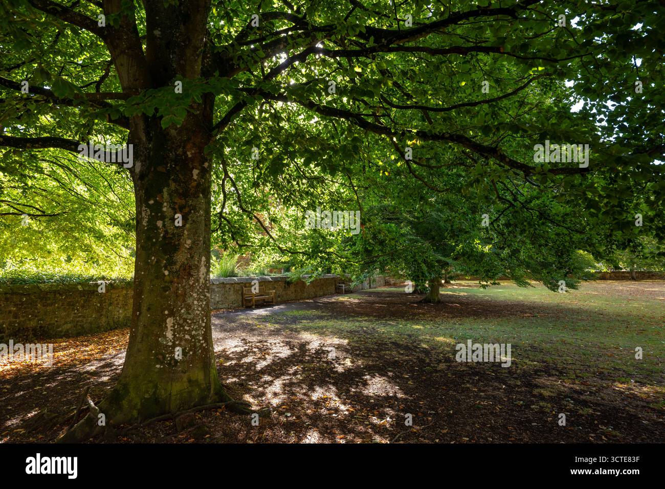 Frühherbstszene in einem Park in Salisbury, Wiltshire, Großbritannien. Bäume mit umgestürzten Blättern auf dem Boden. Stockfoto