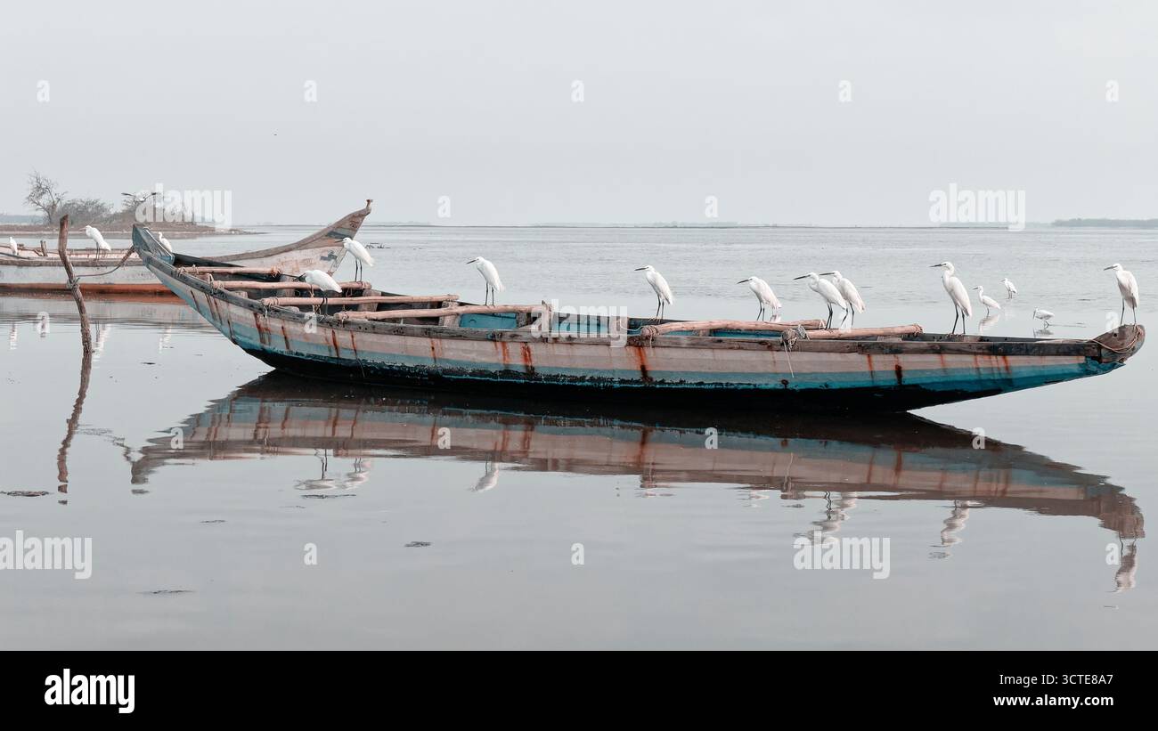 Am Pulicat Lake stehen Reiher auf einem hölzernen Boot, als würden sie auf den Fährmann warten – eine ruhige, aber verspielte Szene mit Hinterwasser und Dorfleben Stockfoto