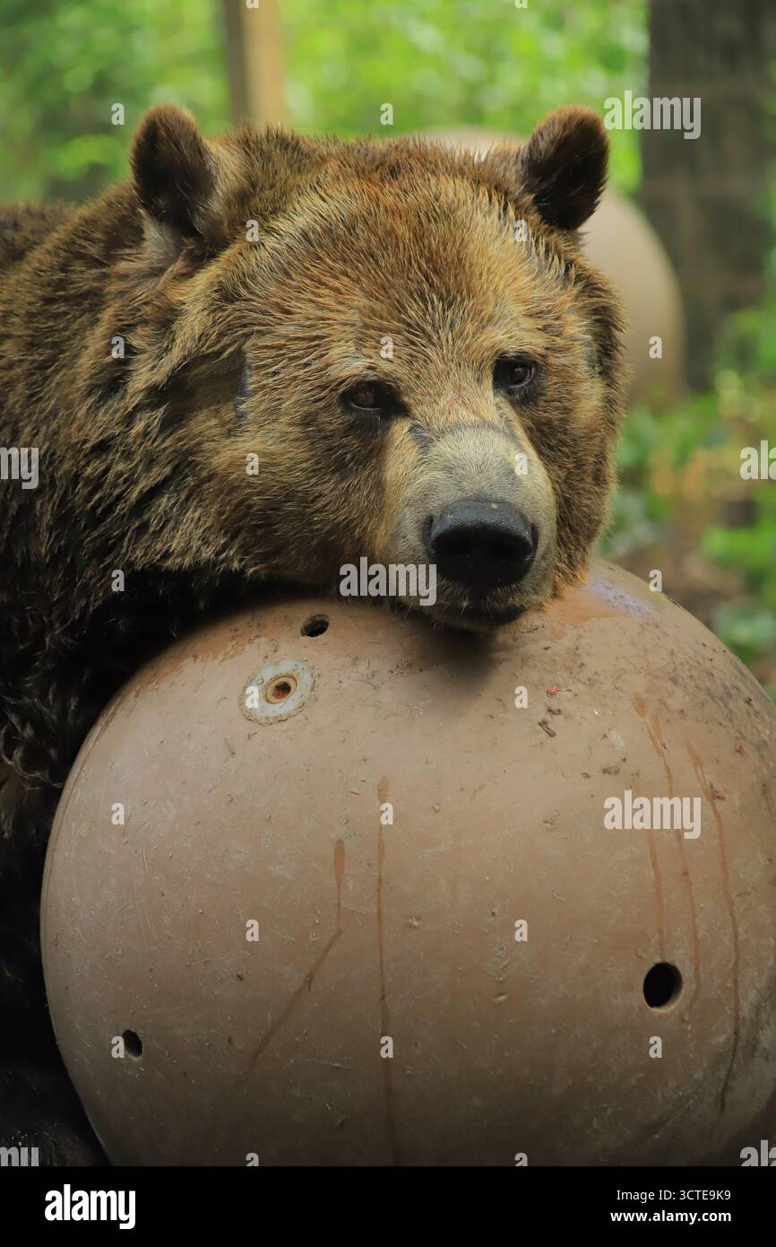 Das ist ein entspannter Bär. Stockfoto