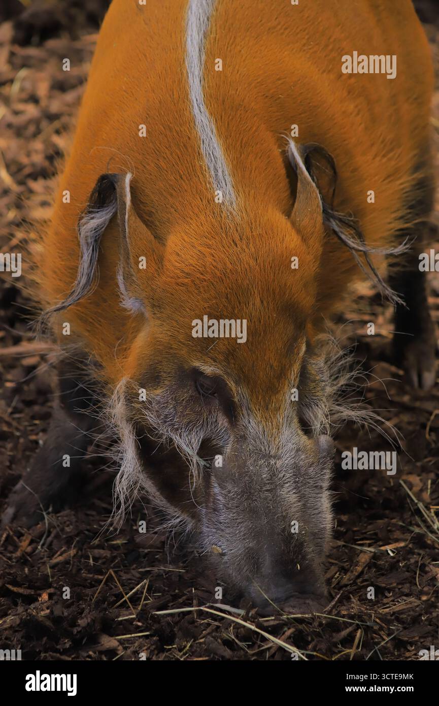 Ich habe das hier im Calgary Zoo gesehen. Stockfoto