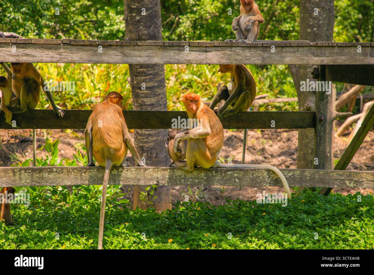 Proboscis Monkey Nasalis larvatus in Mangroven auf Borneo. Lustige große rote Langnasen in der Wildnis. Auf einer kleinen Holzplattform sitzen und essen Stockfoto