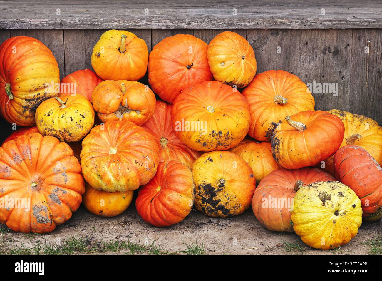 Kürbisernte in Holzkiste gestapelt. Oranges Kürbissortiment während der Herbstsaison. Landwirtschaftliche Erzeugnisse im ländlichen Raum und Landwirtschaftskonzept im Herbst. Stockfoto