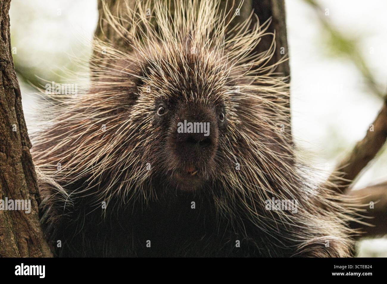 Niedliches nordamerikanisches Stachelschwein Erethizon Dorsatum, kanadisches Stachelschwein oder gewöhnliches Stachelschwein klettert auf den Baum Stockfoto