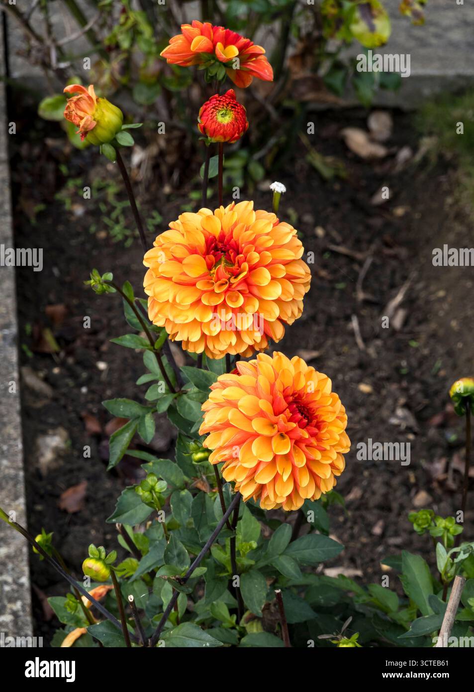 Orangenblumenköpfe von David Howard Dahlia Stockfoto