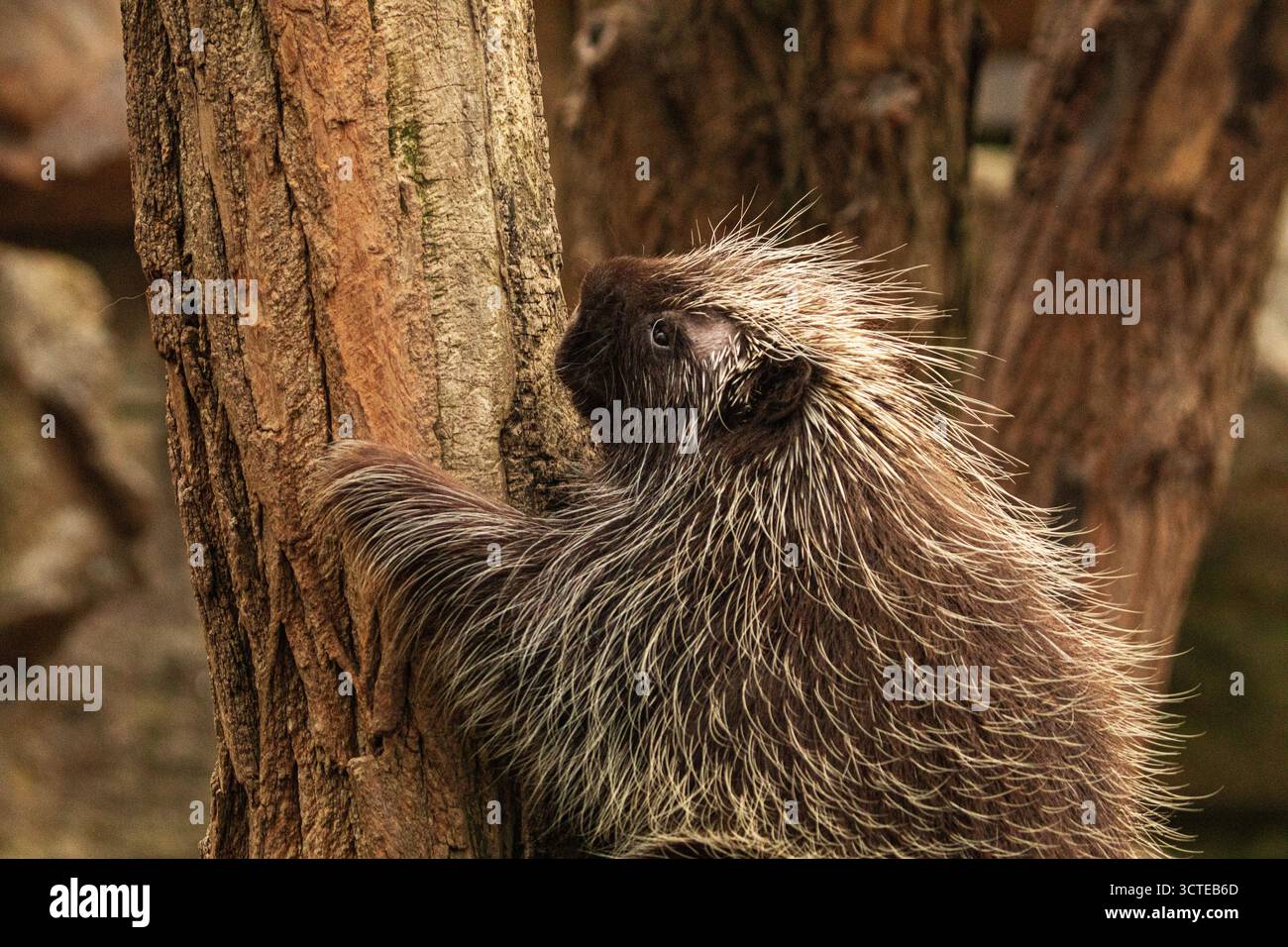 Niedliches nordamerikanisches Stachelschwein Erethizon Dorsatum, kanadisches Stachelschwein oder gewöhnliches Stachelschwein klettert auf den Baum Stockfoto