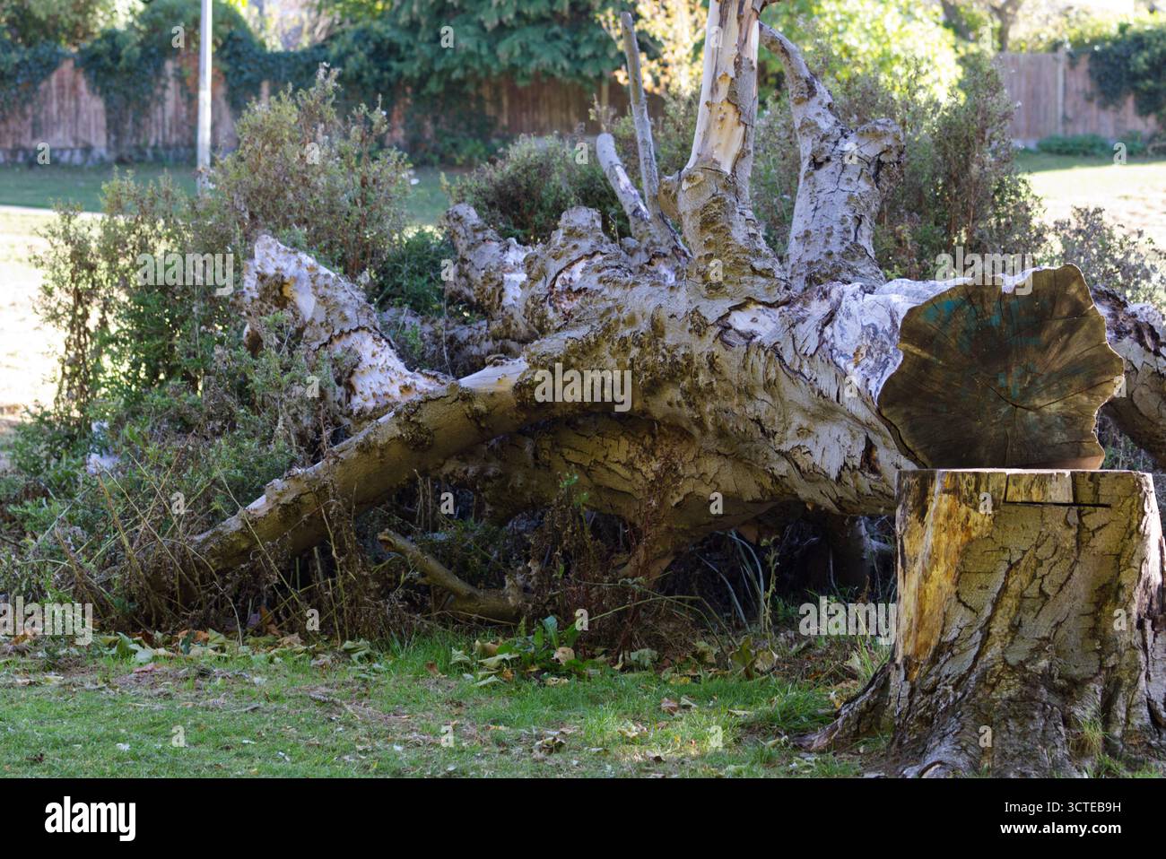 Baum, der auf dem Boden abgehauen wurde, mit dem Baumstumpf im Vordergrund Stockfoto