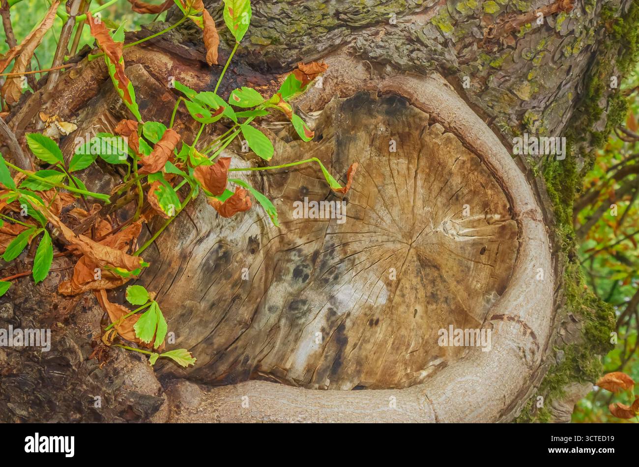 Detaillierte Ansicht eines geschnittenen Baumstamms mit Wachstumsringen und strukturierter Holzmaserung, umgeben von Moos, trockenen Herbstblättern und frischem Grün, symbolisch Stockfoto