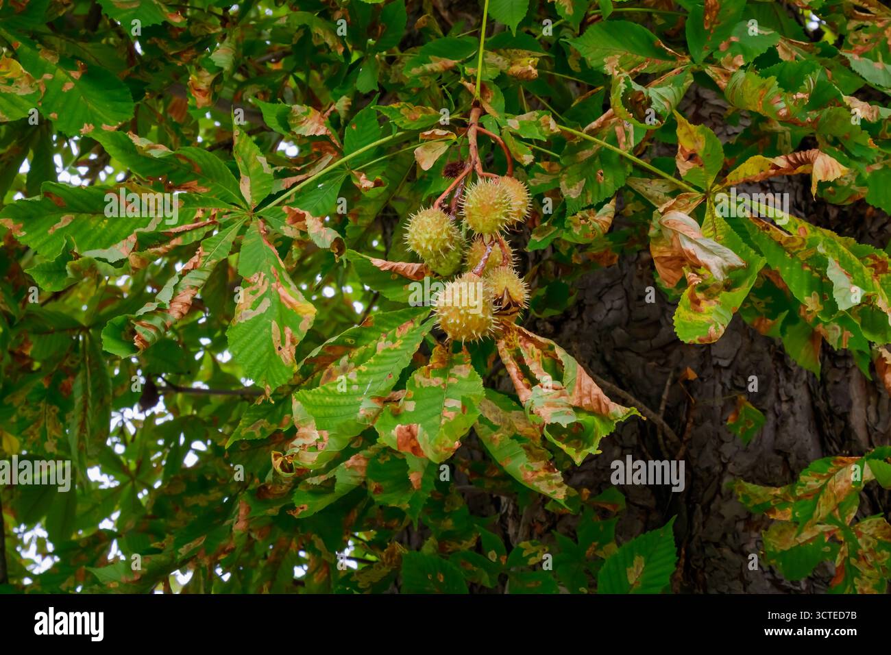 Detaillierte Ansicht eines Kastanienbaums mit spitzen grünen Samenschoten umgeben von grünen und braunen Blättern, die die natürlichen saisonalen Transiti hervorheben Stockfoto