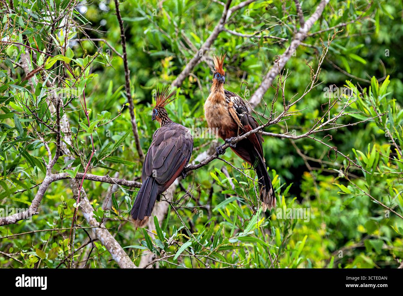 Der Hoatzin (Opisthocomus hoazin) im Amazonas-Regenwald Boliviens Stockfoto