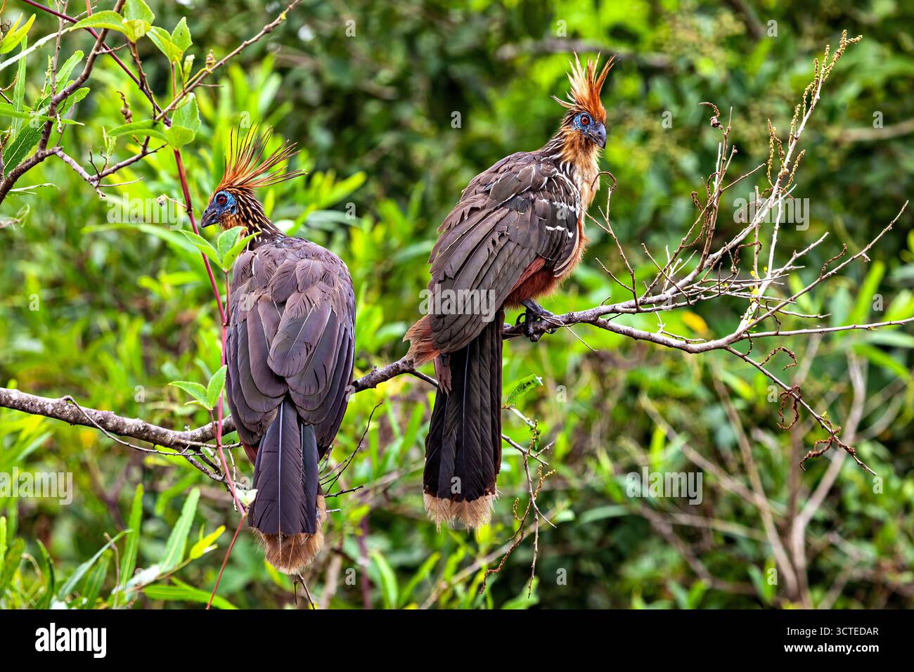 Der Hoatzin (Opisthocomus hoazin) im Amazonas-Regenwald Boliviens Stockfoto