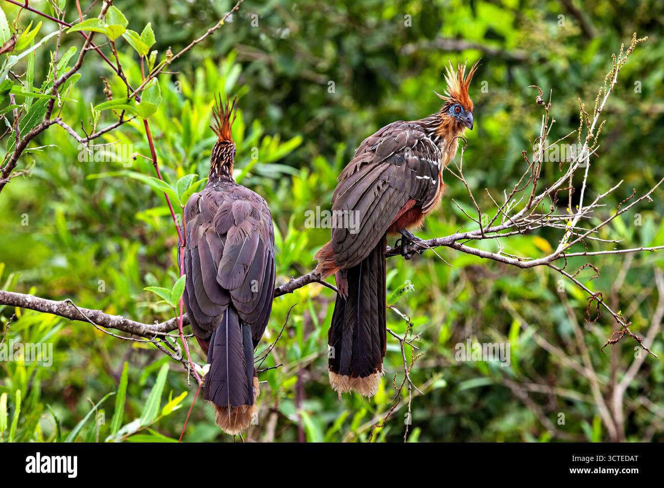 Der Hoatzin (Opisthocomus hoazin) im Amazonas-Regenwald Boliviens Stockfoto