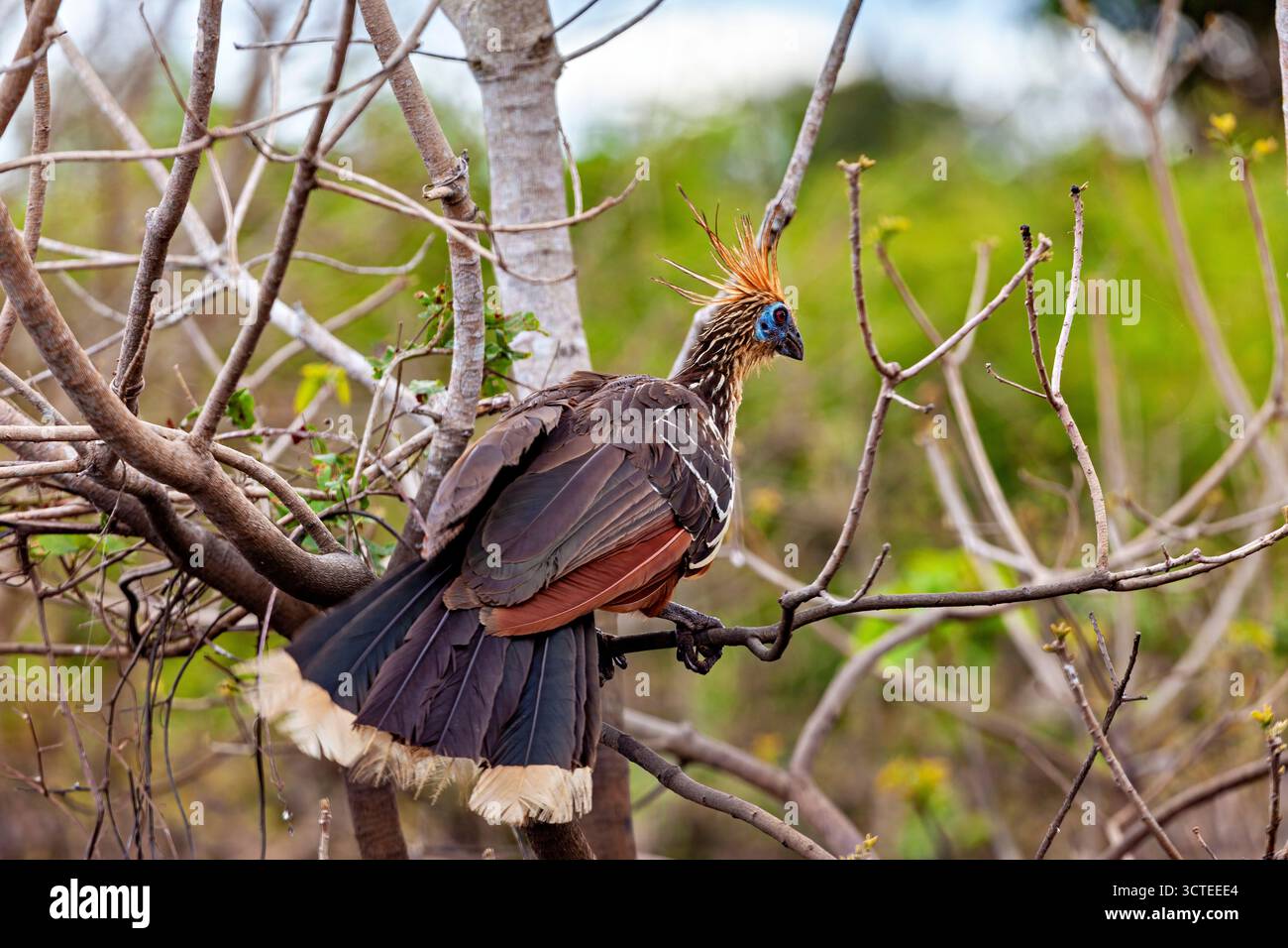 Der Hoatzin (Opisthocomus hoazin) im Amazonas-Regenwald Boliviens Stockfoto
