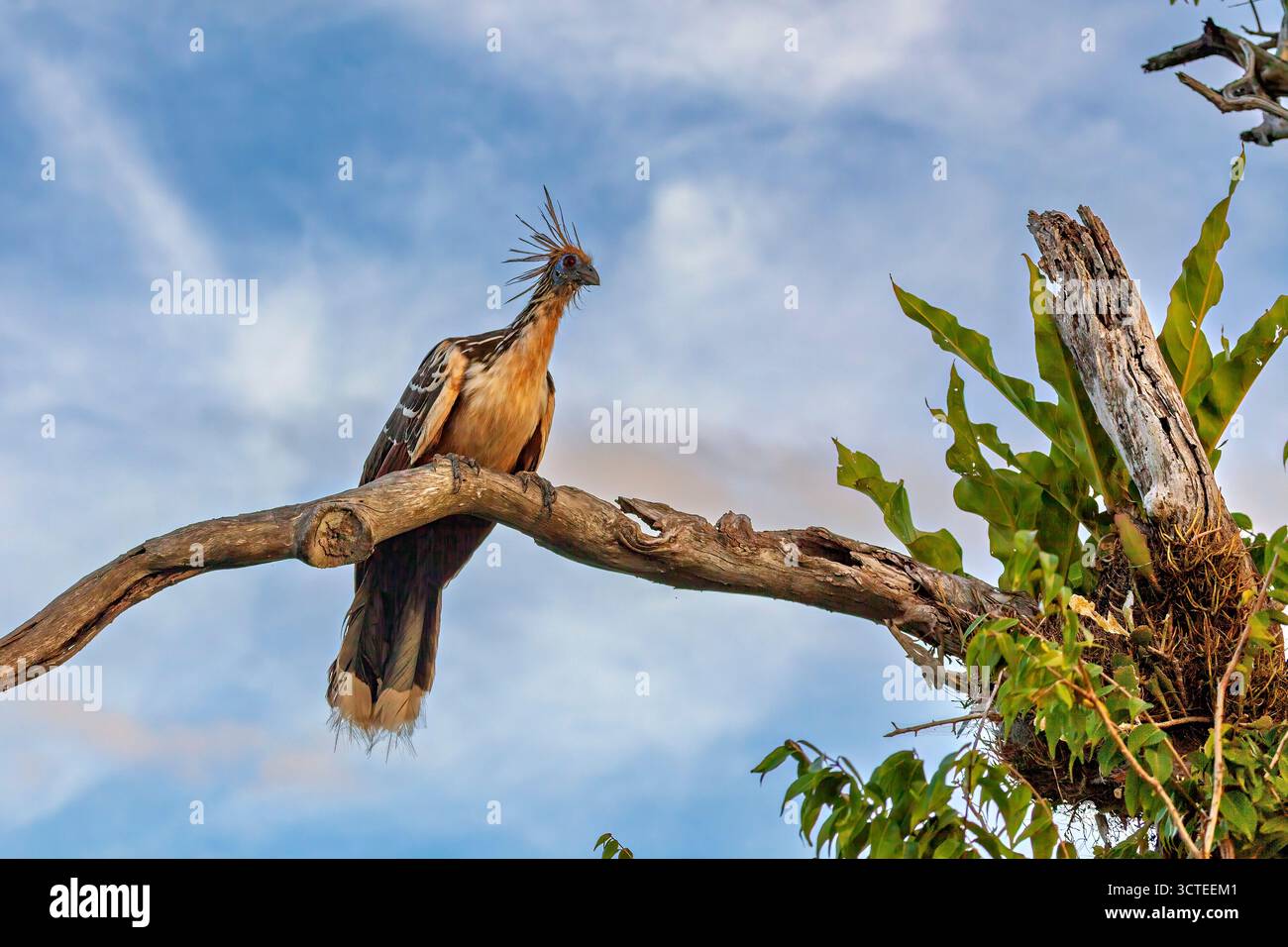 Der Hoatzin (Opisthocomus hoazin) im Amazonas-Regenwald Boliviens Stockfoto