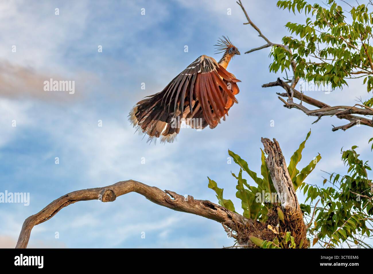 Der Hoatzin (Opisthocomus hoazin) im Amazonas-Regenwald Boliviens Stockfoto
