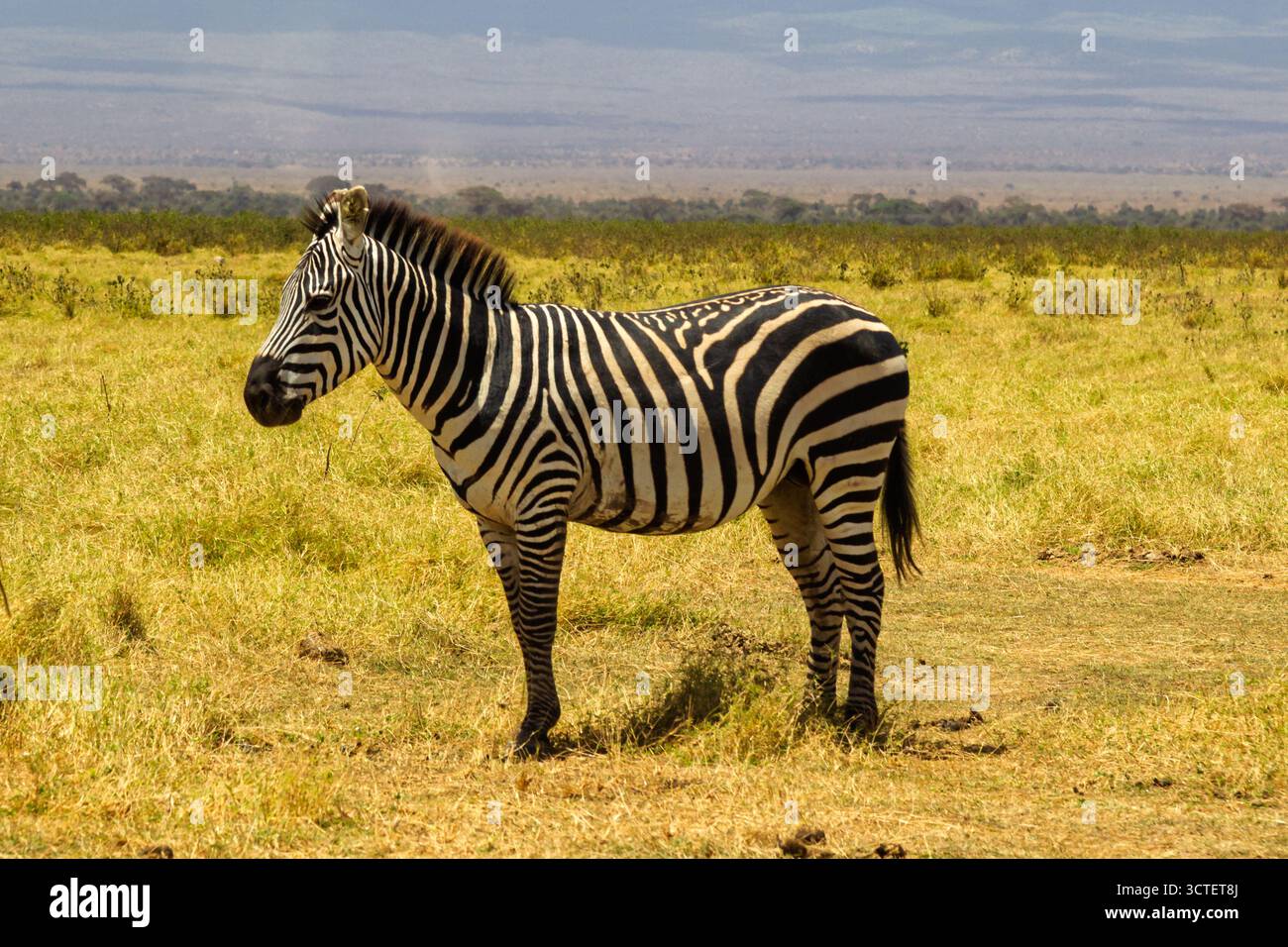 Ein Zebra steht in den goldenen Gräsern des kenianischen Amboseli-Nationalparks, weidet und genießt die afrikanische Sonne. Stockfoto