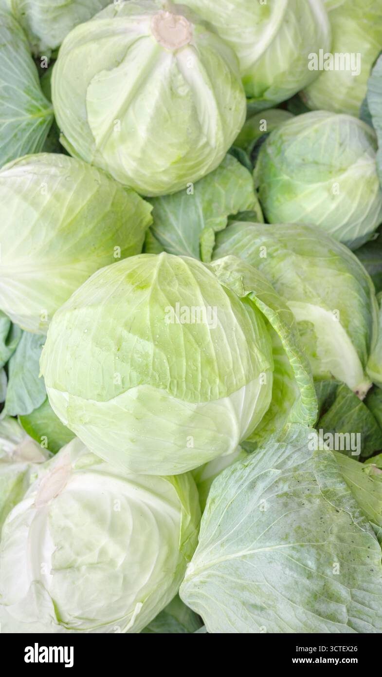 Nahaufnahme von Bio-Weißkohl, selektiver Fokus. Stockfoto