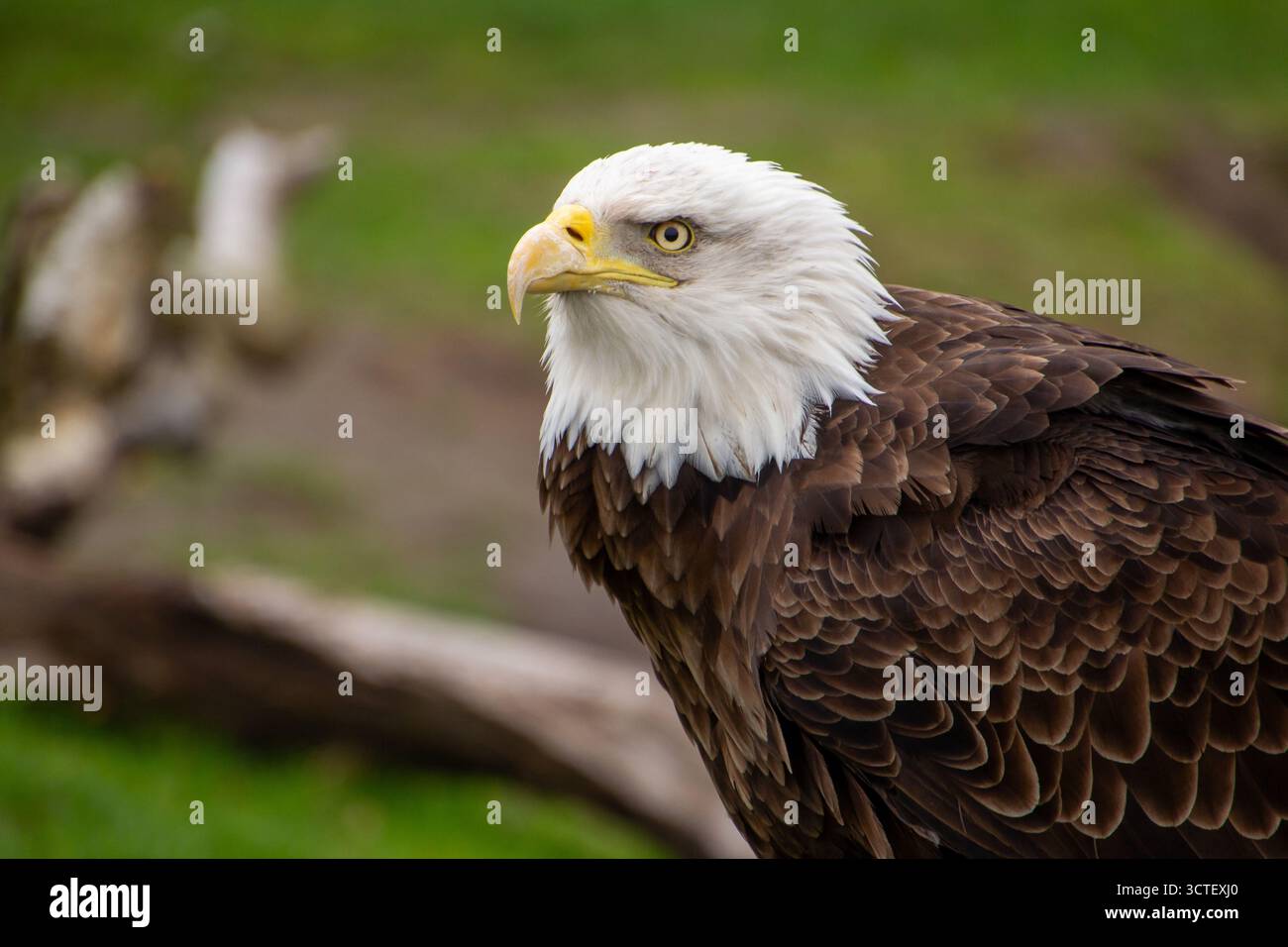 Der amerikanische Weißkopfseeadler hat keine gute Laune Stockfoto