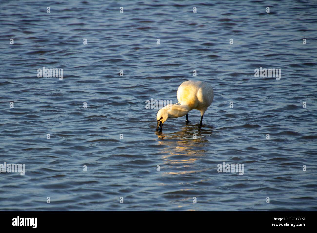 Weißer Löffelschnabel sorgt für den warmen Sonnenuntergang während der goldenen Stunden. Fischsuche am frühen Abend in den Feuchtgebieten der Betuwe bei Elst. Dauer Stockfoto