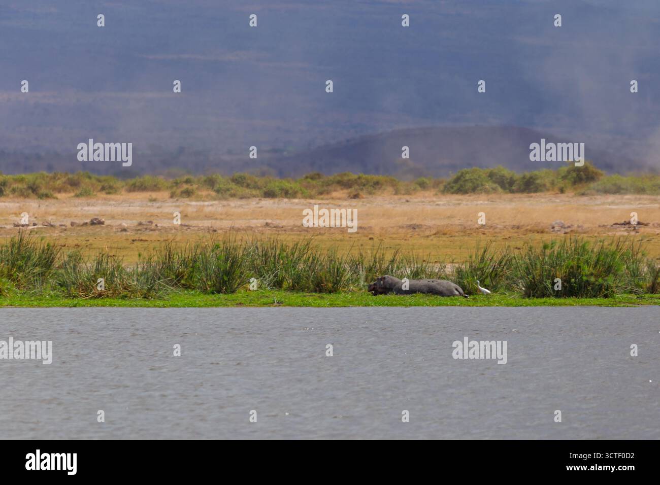Ein Nilpferd ruht am Ufer des Amboseli-Nationalparks in Kenia, mit einem Vogel in der Nähe. Stockfoto