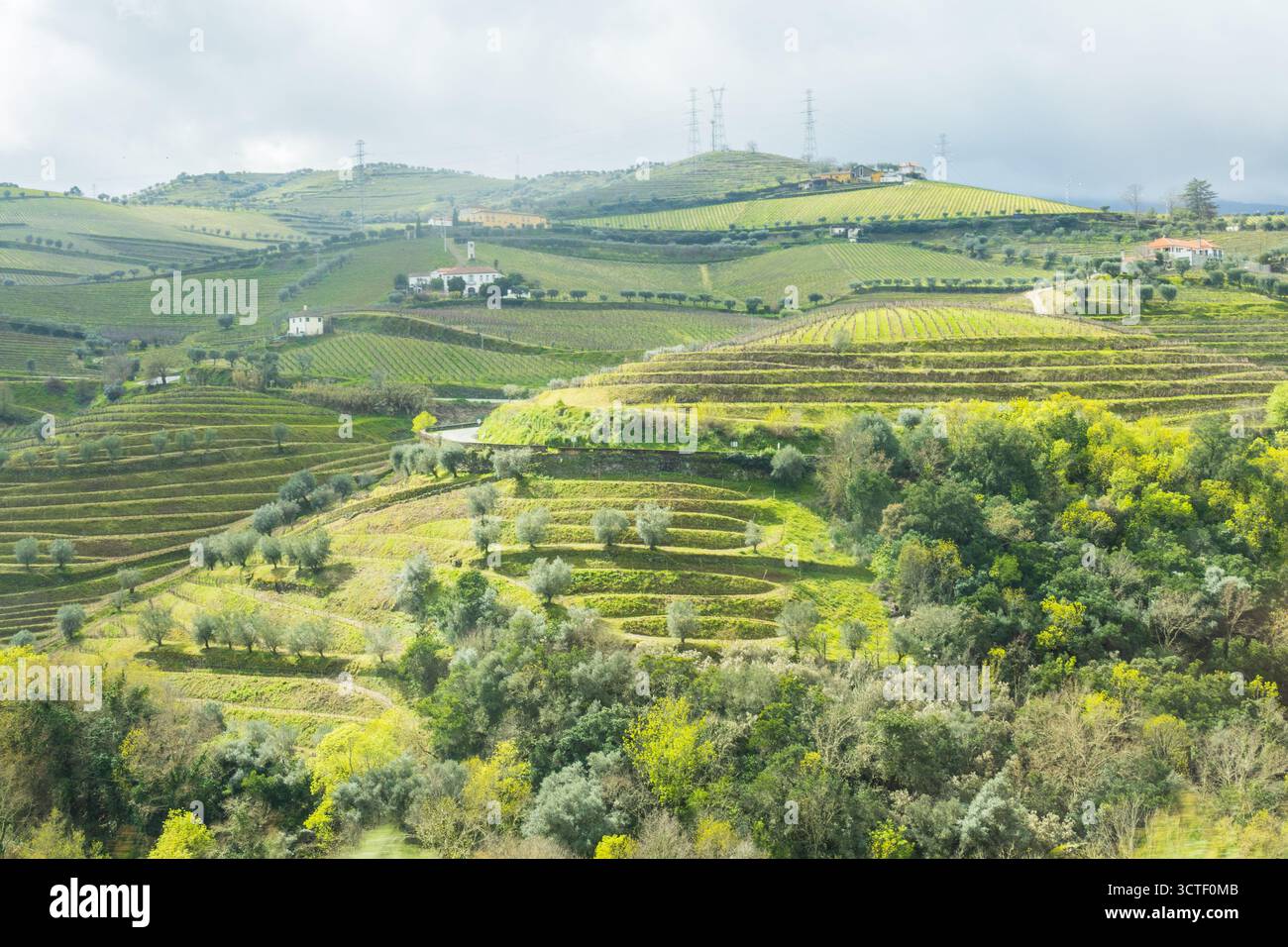 Blick auf das Douro-Tal mit den terrassenförmig angelegten Weinbergen und Olivenbäumen. Fotografiert in Portugal Stockfoto