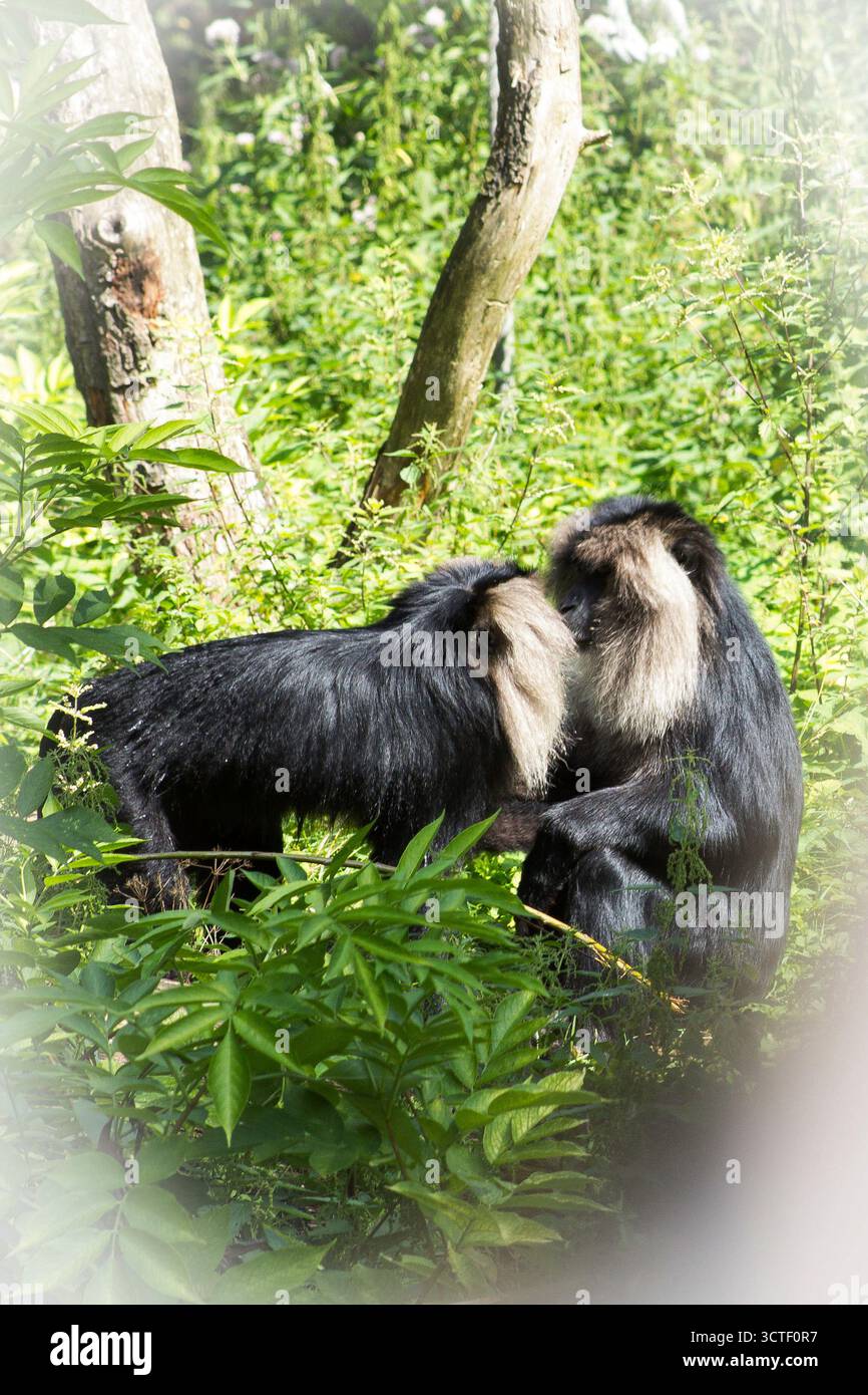 Bärtige Affen küssen wissen wirklich, was Liebe ist. Stockfoto