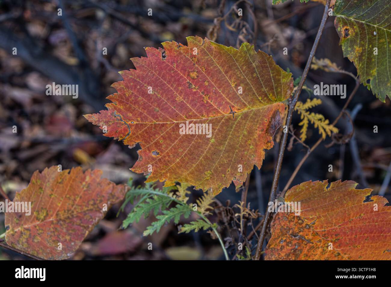 Herbstlaub im Wald. Bunte Herbstblätter im Wald Stockfoto