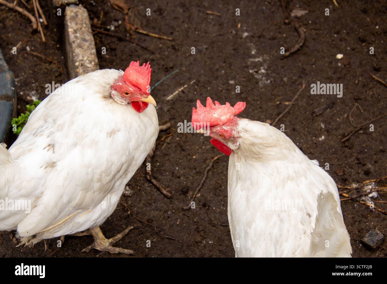 Zwei miteinander kommunizierende Weissleghornhühner streiten sich während eines Treffens über soziale Themen. Eine politische Debatte findet gerade jetzt statt. Die Stockfoto