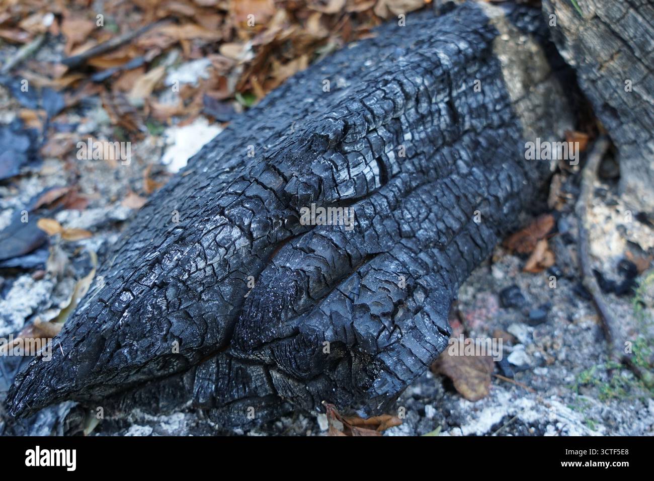 Geschwärzter Baumstamm in gelben Herbstblättern. Stockfoto