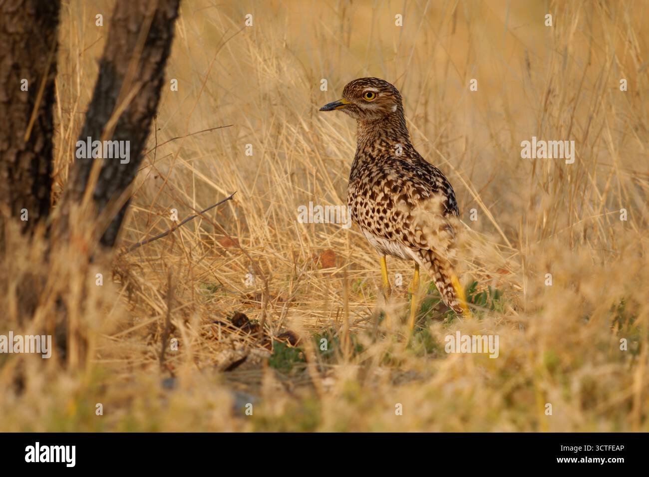 Gefleckte Dickknie Burhinus capensis, auch geflecktes Dikkop oder Cape Dickknie, Watvögel in Burhinidae, Vogel heimisch in tropischen Regionen von Zentral und Sout Stockfoto