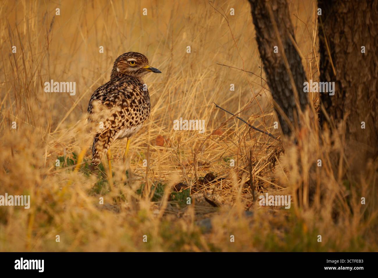 Gefleckte Dickknie Burhinus capensis, auch geflecktes Dikkop oder Cape Dickknie, Watvögel in Burhinidae, Vogel heimisch in tropischen Regionen von Zentral und Sout Stockfoto