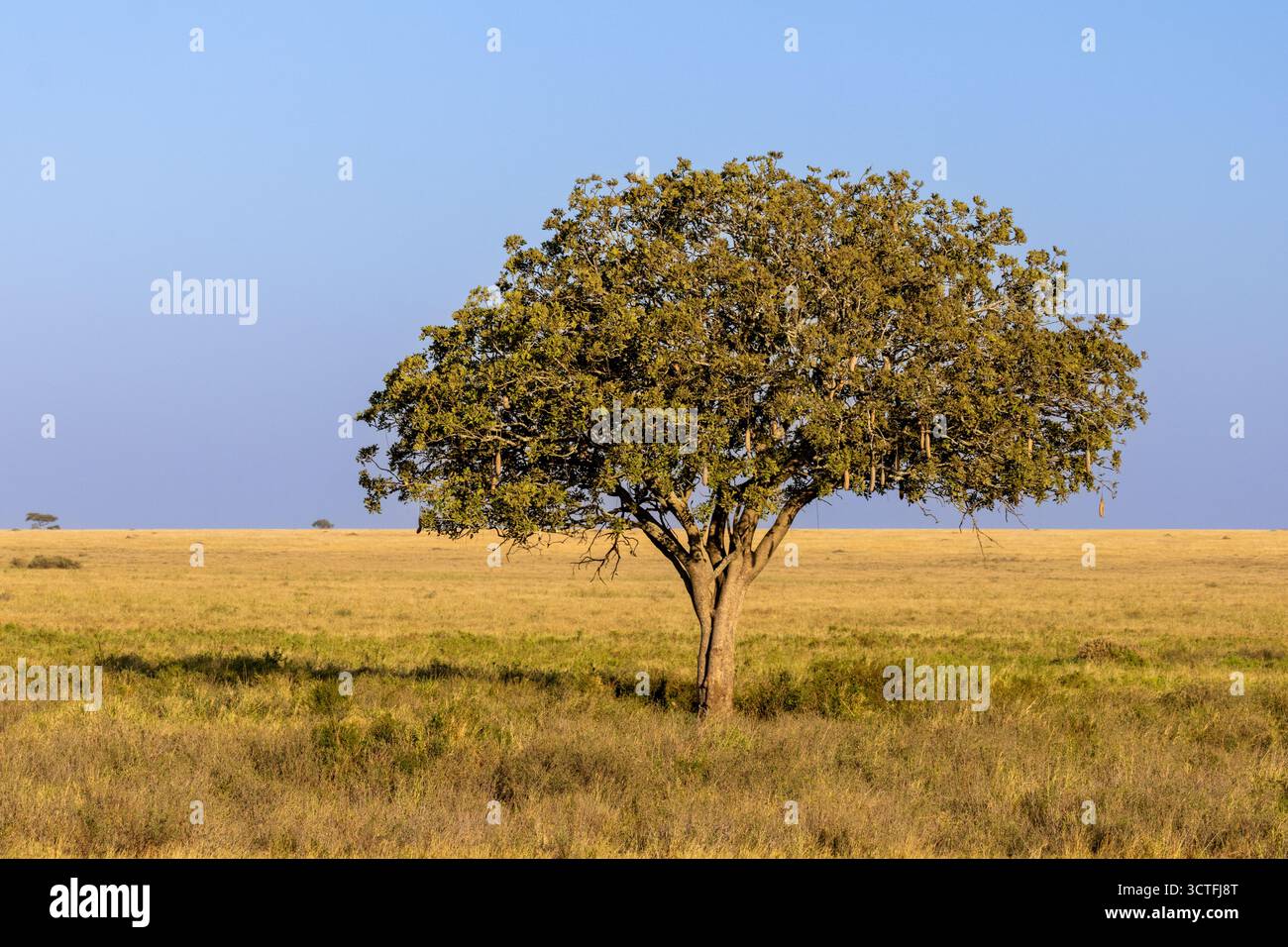 Ein Wurstbaum (Kigelia africana) mit charakteristischen großen, hängenden Früchten steht auf der riesigen, goldenen Savanne im Serengeti-Nationalpark in Tansania Stockfoto