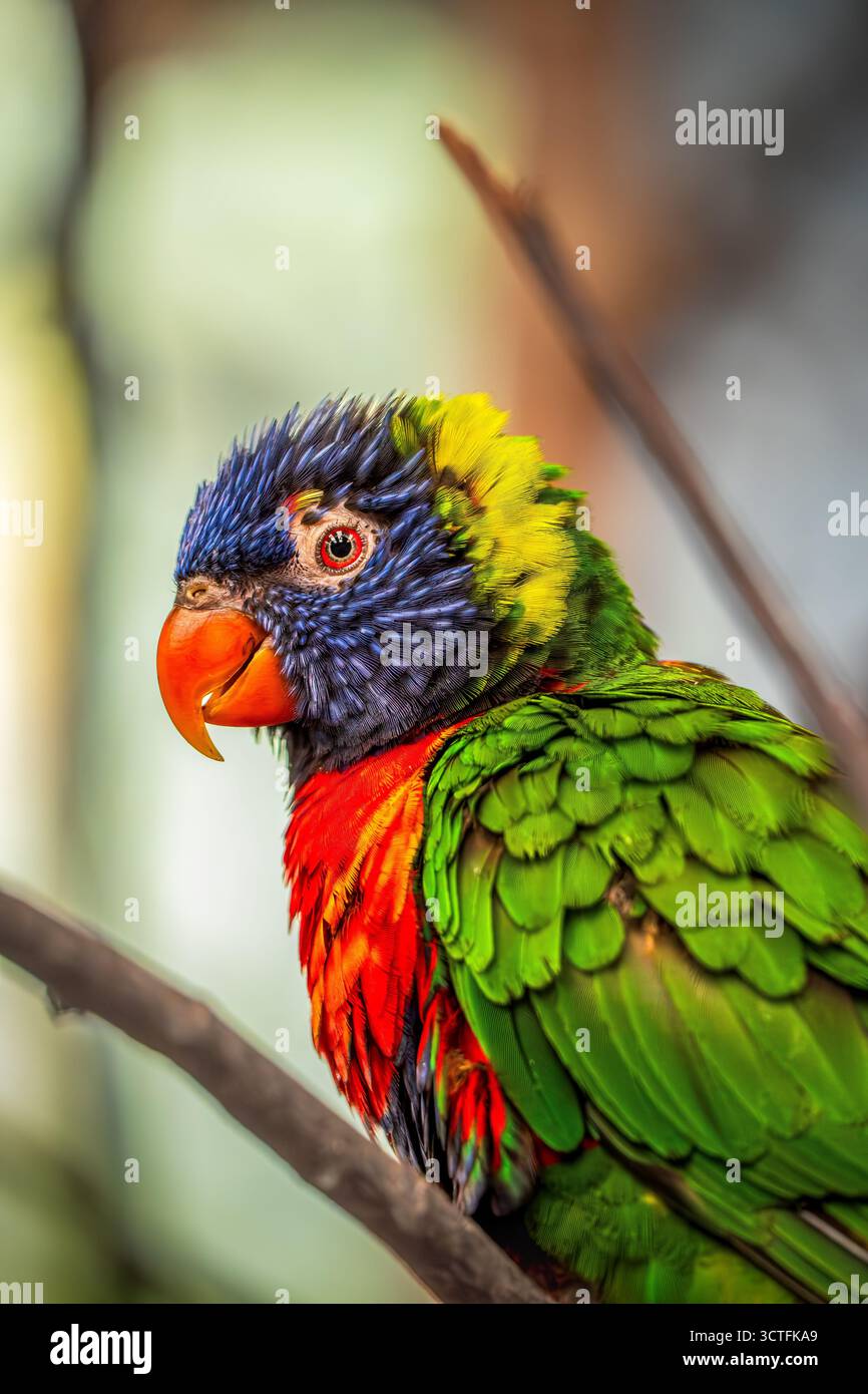 Lebendiger Regenbogen-Lorikeet-Papagei mit buntem Gefieder auf einem Zweig in natürlichem Licht Stockfoto