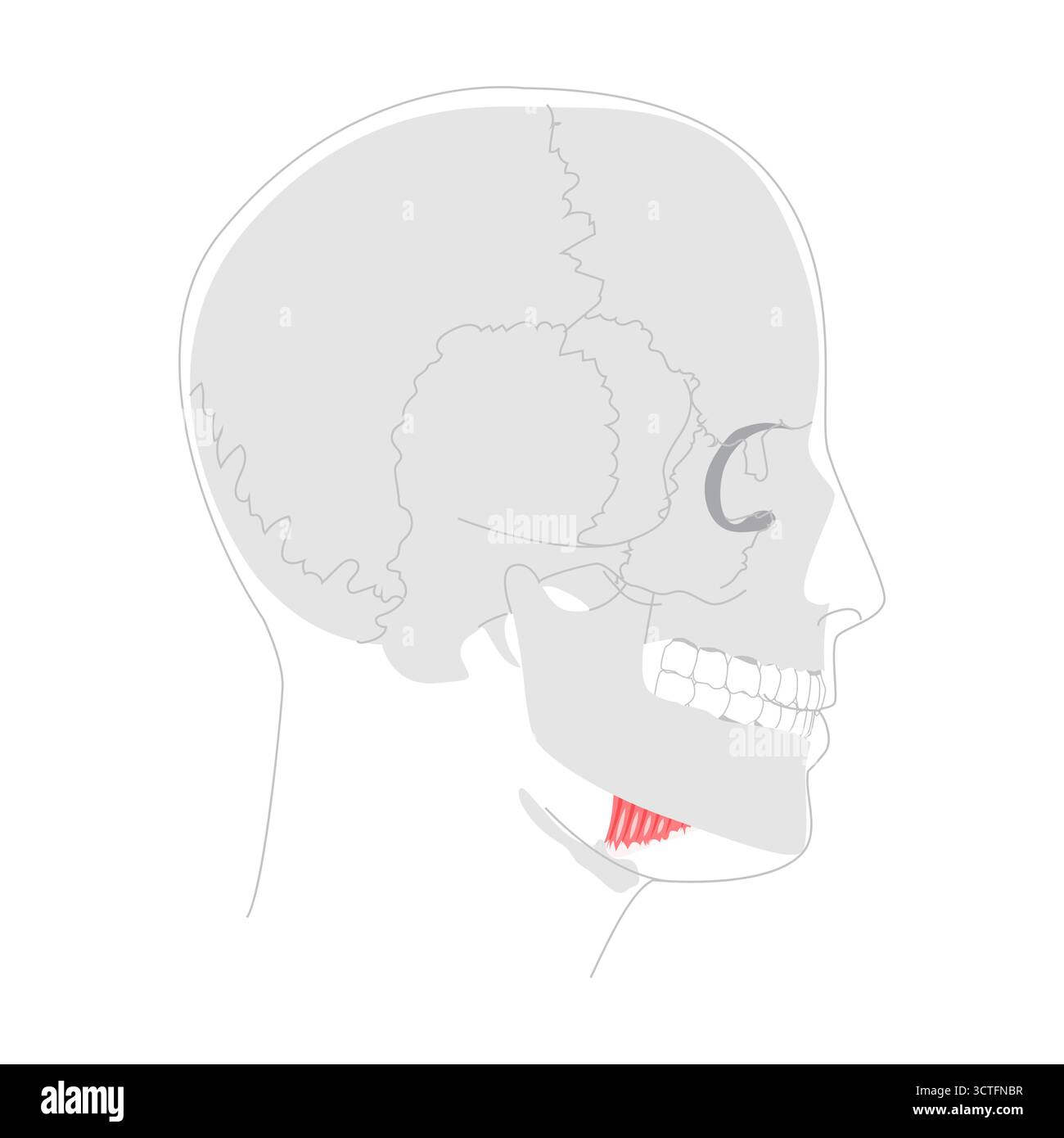 Mylohyoid - der menschliche Muskel, der den Boden des Mundes bildet, in Anatomie-Diagramm dargestellt, erhöht den Boden des Mundes und des yoides während des Schluckens, lebenswichtig für die Lehre und medizinische Studie Stock Vektor