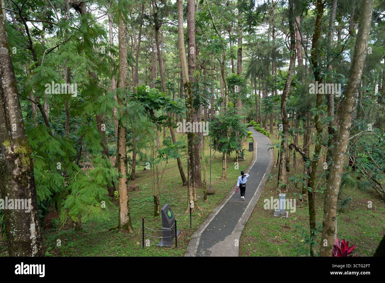 Eukalyptuspark baguio, Philippinen Stockfoto