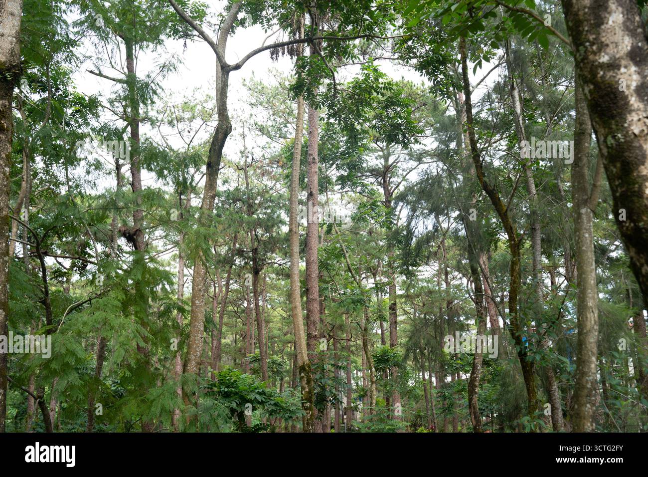 Wald mit dichtem Baumdach, Baguio, Philippinen Stockfoto