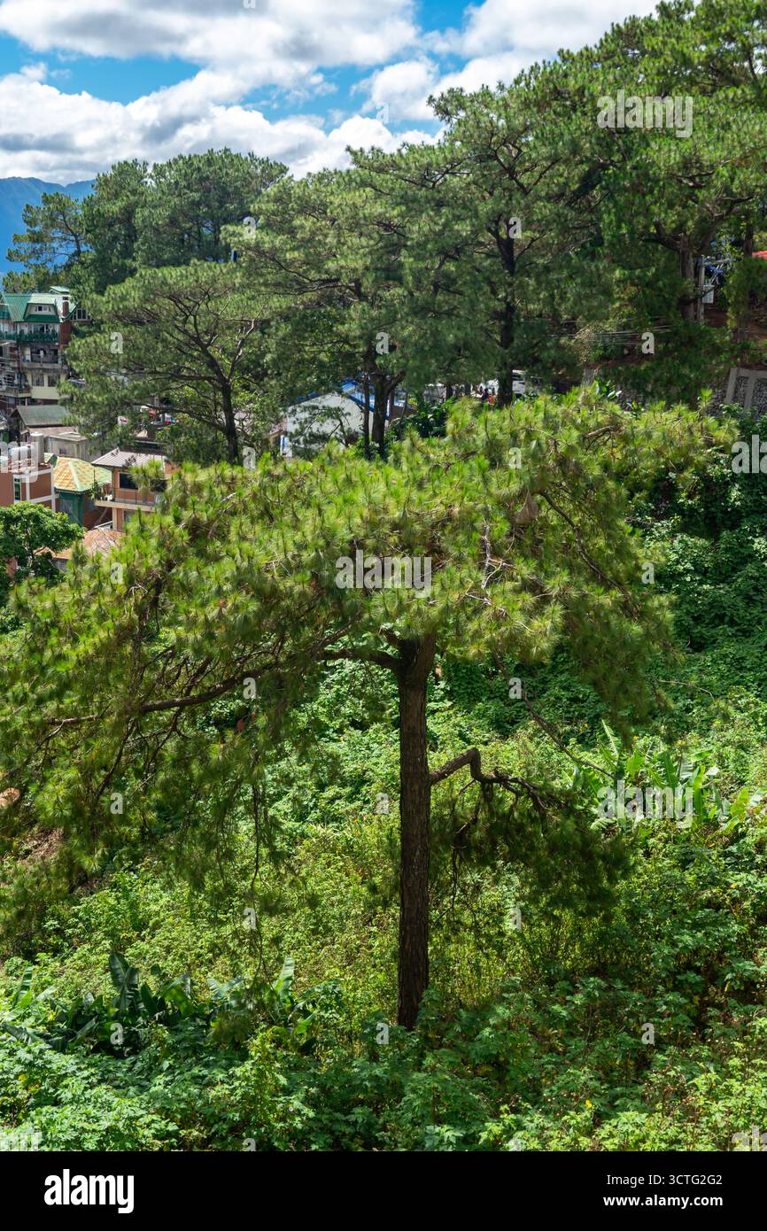 Camp John Hay in Baguio City, Philippinen, bekannt für seine Kiefern Stockfoto