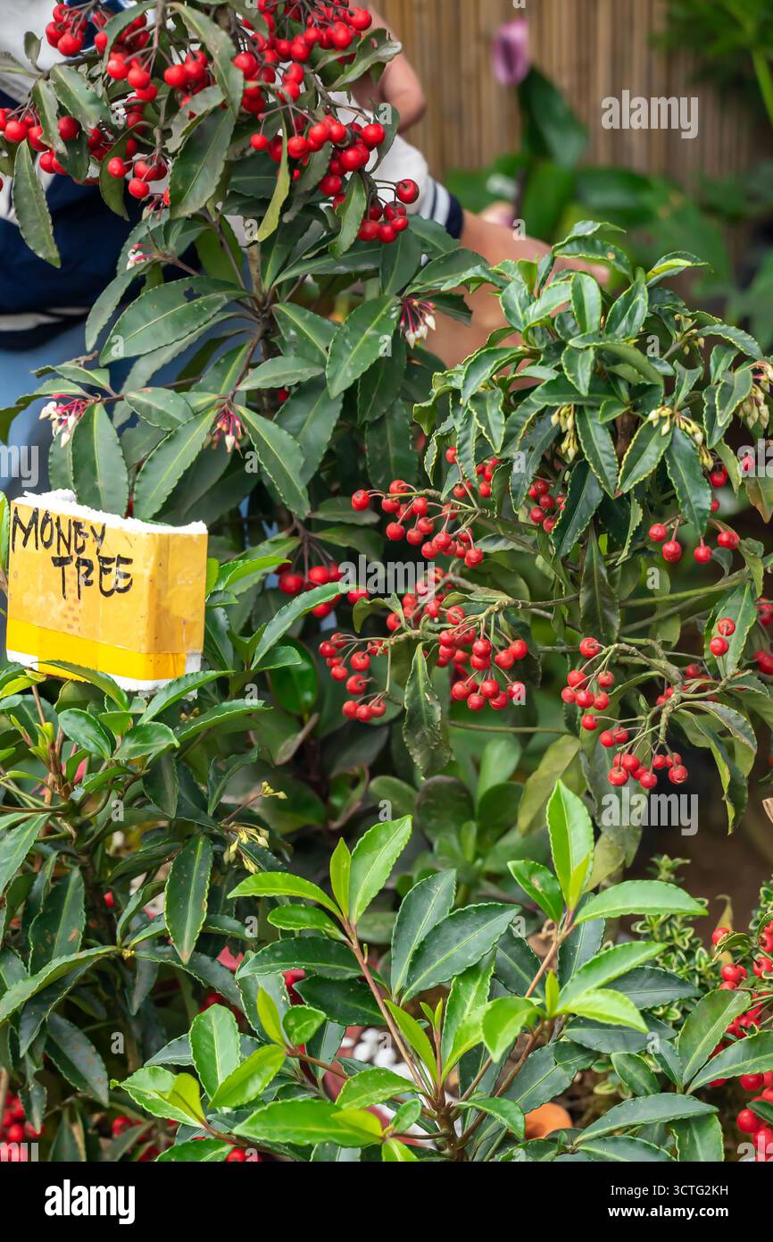 Money Tree Pflanze soll Reichtum und Glück bringen, Coral ardisia (Ardisia crenata) Weihnachtsbeere, Gewürzbeere, Baguio Blumenmarkt, Philippinen Stockfoto