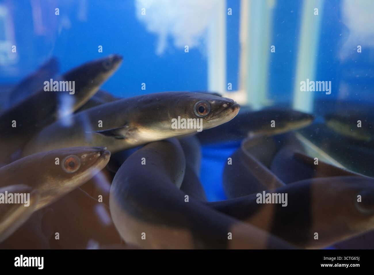 Lebende Aale in einem Wassertank auf dem Fischmarkt Stockfoto