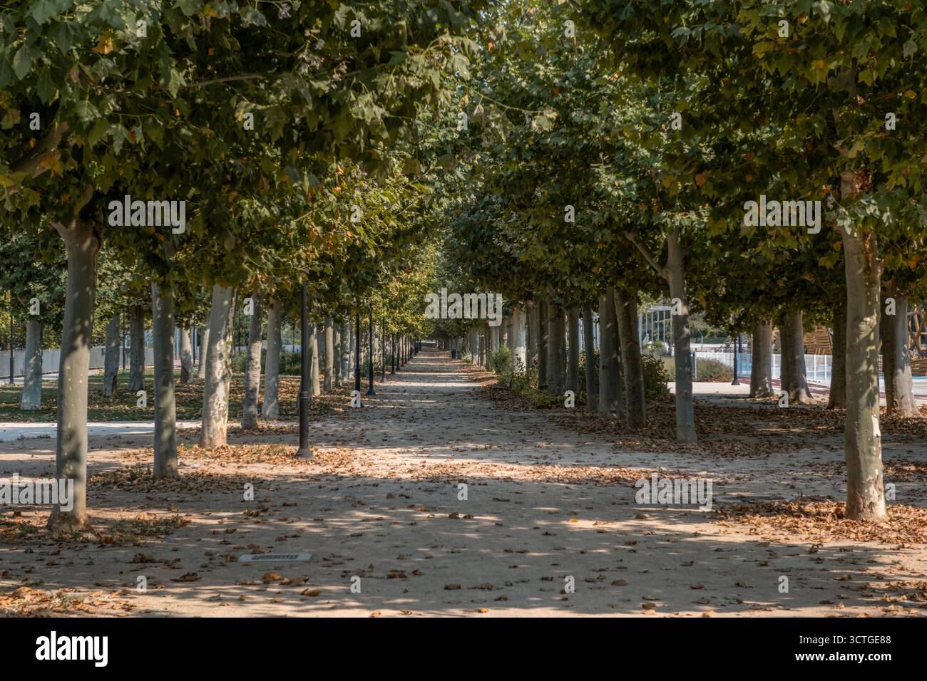 Von Bäumen gesäumter Pfad im Urban Park mit gefallenen Herbstblättern, symmetrischer Reihe von Ebenen Bäumen, schattigem Wanderweg, friedlichem Erholungsgebiet Stockfoto