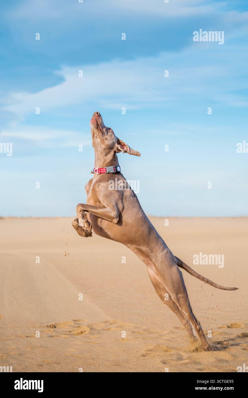 Muskulöser Weimaranerhund, der anmutig hoch in die Luft an einem einsamen Sandstrand springt und in Bewegung in den Himmel blickt Stockfoto
