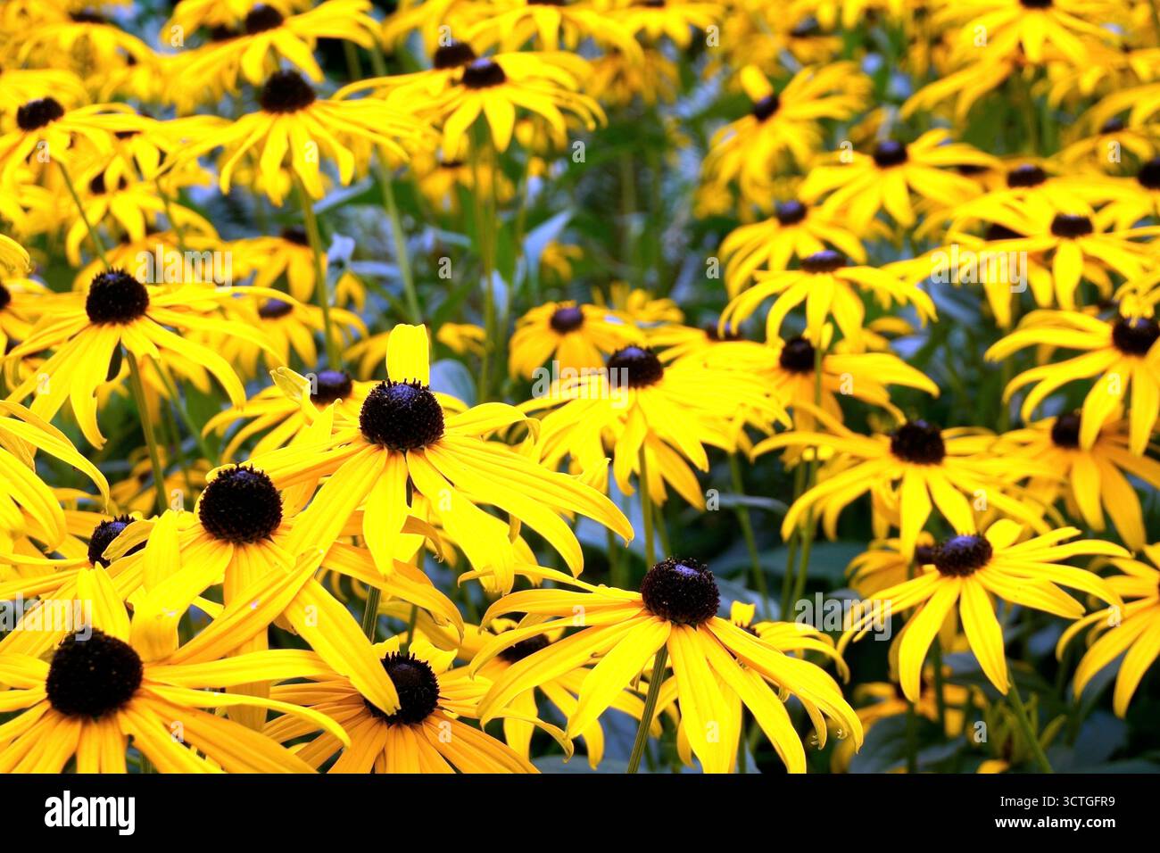 Nahaufnahme der schwarzäugigen Susans (Rudbeckia hirta) Blumen, floraler Hintergrund Stockfoto