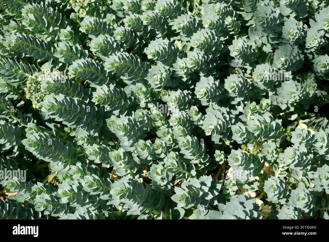Myrte Spurge (Blue Spurge, Esel-Geschichte, kriechender Spurge) Euphorbia Myrsinite wachsen in einem Garten, Vancouver, BC, Kanada Stockfoto
