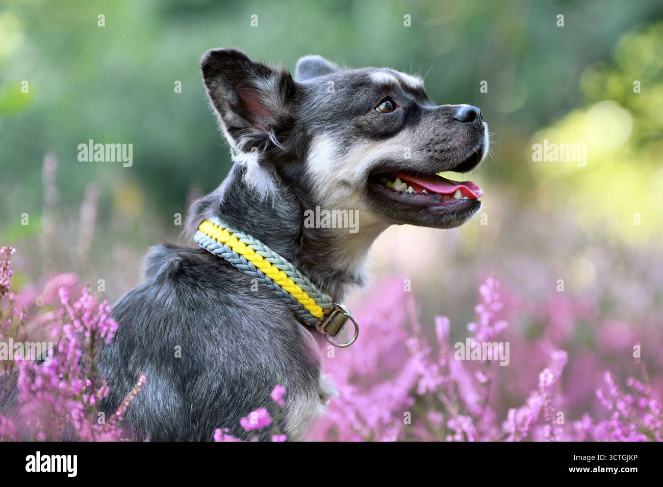 Hund mit gewebtem gelbem Kragen im lila blühenden Heidekraut-Blumenfeld im Spätsommer Stockfoto