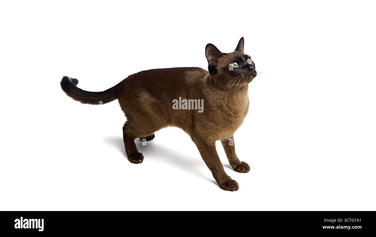Eine braune Katze, die auf weißem Hintergrund steht und nach oben blickt Stockfoto